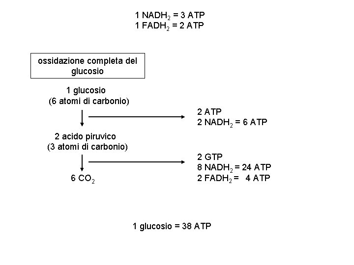 1 NADH 2 = 3 ATP 1 FADH 2 = 2 ATP ossidazione completa