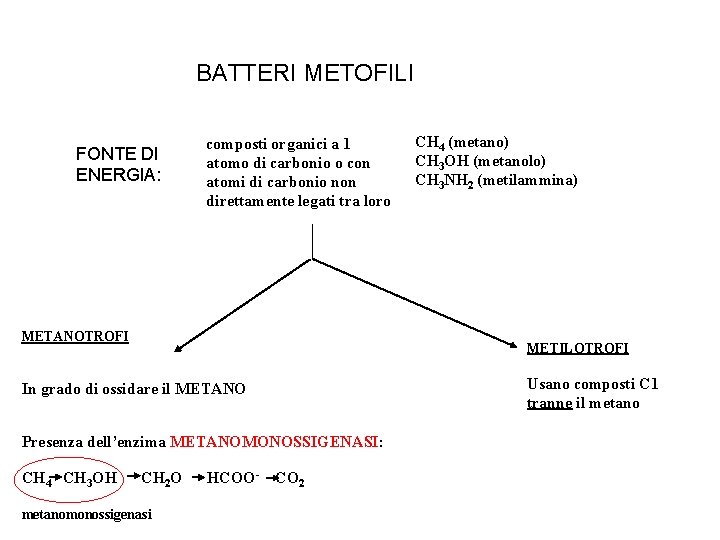 BATTERI METOFILI FONTE DI ENERGIA: composti organici a 1 atomo di carbonio o con