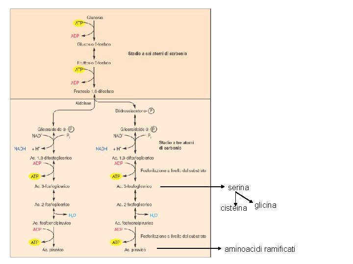 serina cisteina glicina aminoacidi ramificati 
