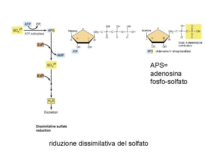 APS= adenosina fosfo-solfato riduzione dissimilativa del solfato 