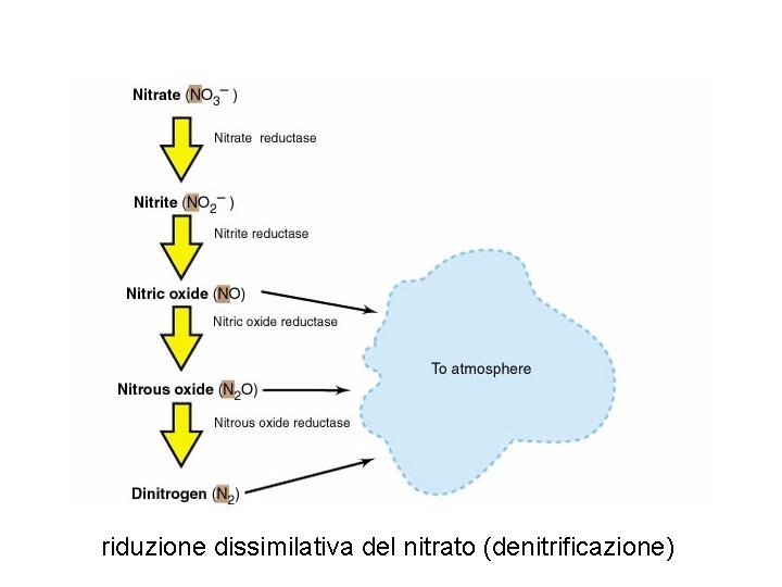 riduzione dissimilativa del nitrato (denitrificazione) 