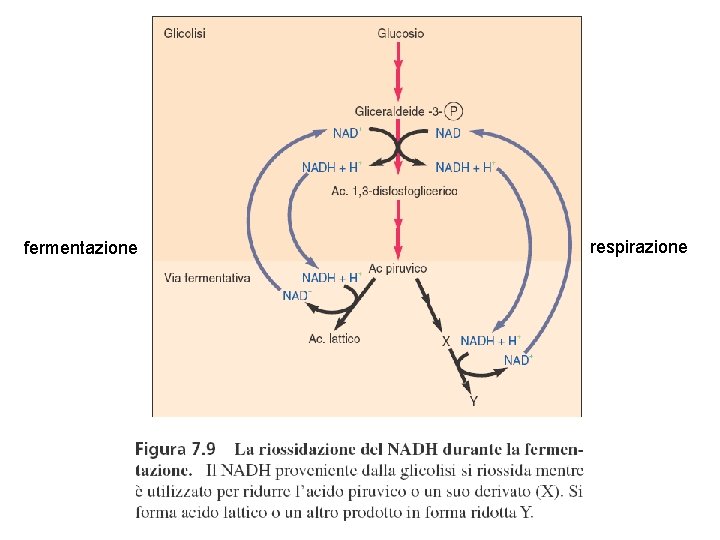 fermentazione respirazione 