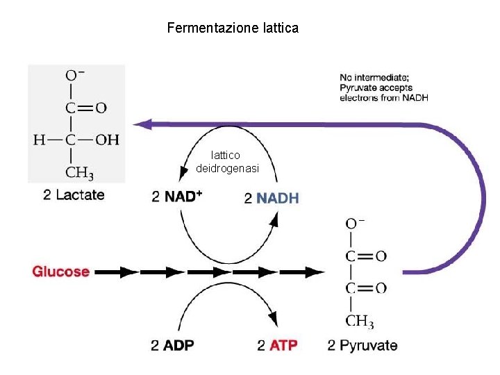 Fermentazione lattica lattico deidrogenasi 