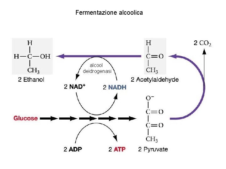 Fermentazione alcoolica alcool deidrogenasi 