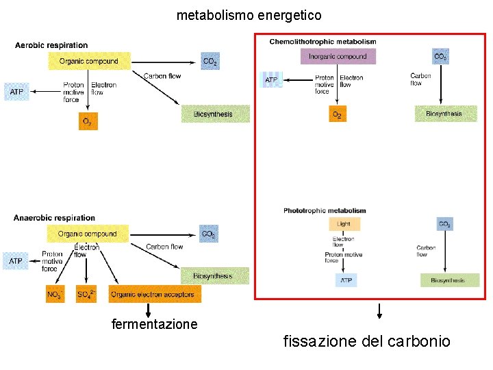 metabolismo energetico fermentazione fissazione del carbonio 