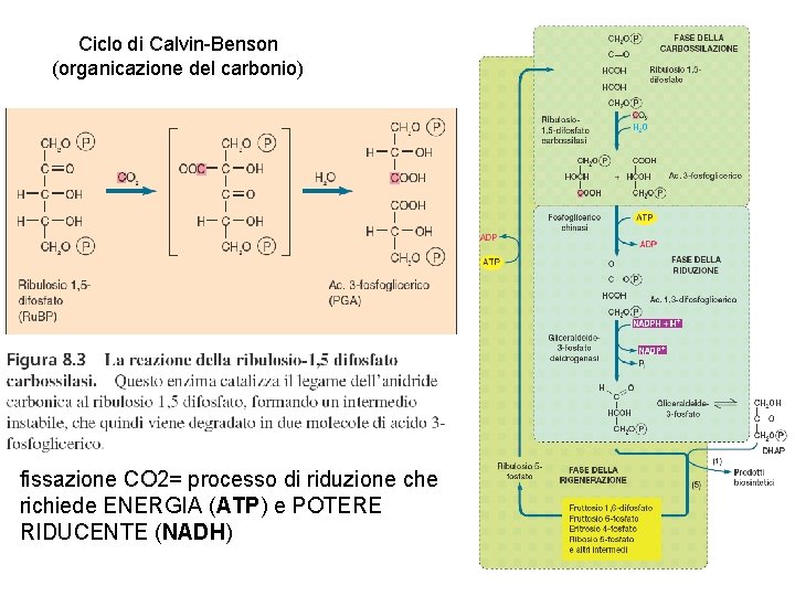 Ciclo di Calvin-Benson (organicazione del carbonio) fissazione CO 2= processo di riduzione che richiede