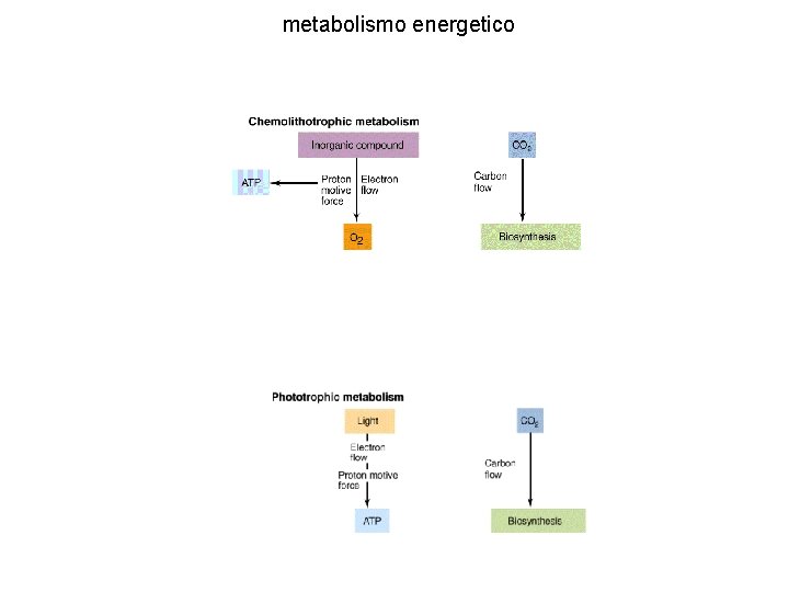 metabolismo energetico 