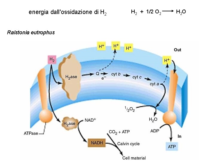 energia dall'ossidazione di H 2 Ralstonia eutrophus H 2 + 1/2 O 2 H