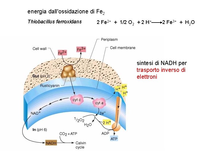 energia dall'ossidazione di Fe 2 Thiobacillus ferroxidans 2 Fe 2+ + 1/2 O 2