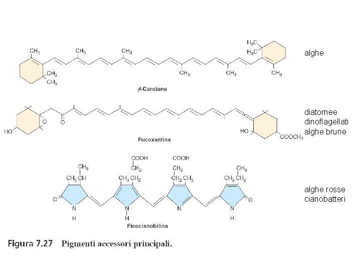 alghe diatomee dinoflagellati alghe brune alghe rosse cianobatteri 