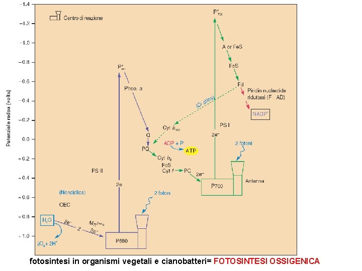 fotosintesi in organismi vegetali e cianobatteri= FOTOSINTESI OSSIGENICA 