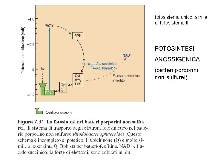fotosistema unico, simile al fotosistema II FOTOSINTESI ANOSSIGENICA (batteri porporini non sulfurei) 