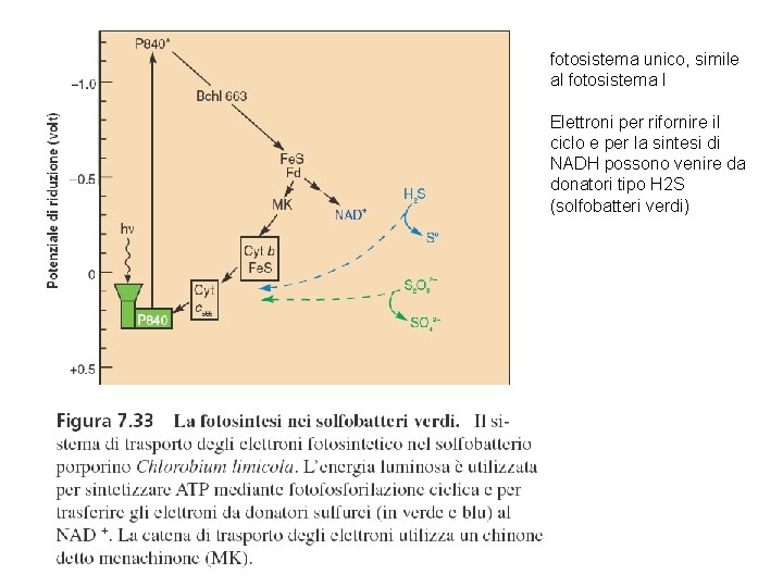 fotosistema unico, simile al fotosistema I Elettroni per rifornire il ciclo e per la