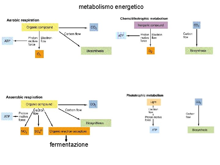 metabolismo energetico fermentazione 