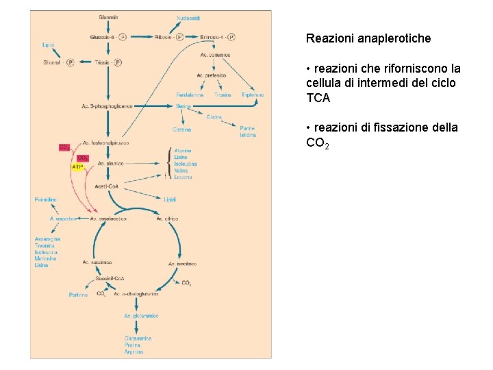 Reazioni anaplerotiche • reazioni che riforniscono la cellula di intermedi del ciclo TCA •