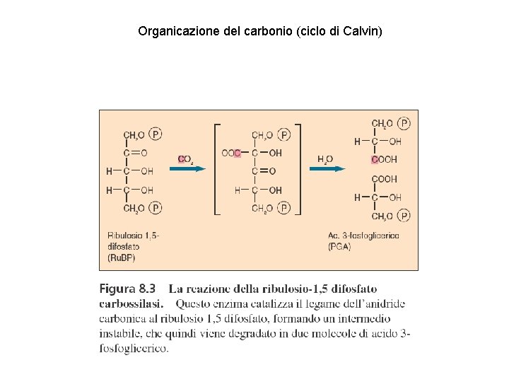 Organicazione del carbonio (ciclo di Calvin) 