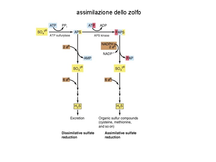 assimilazione dello zolfo 