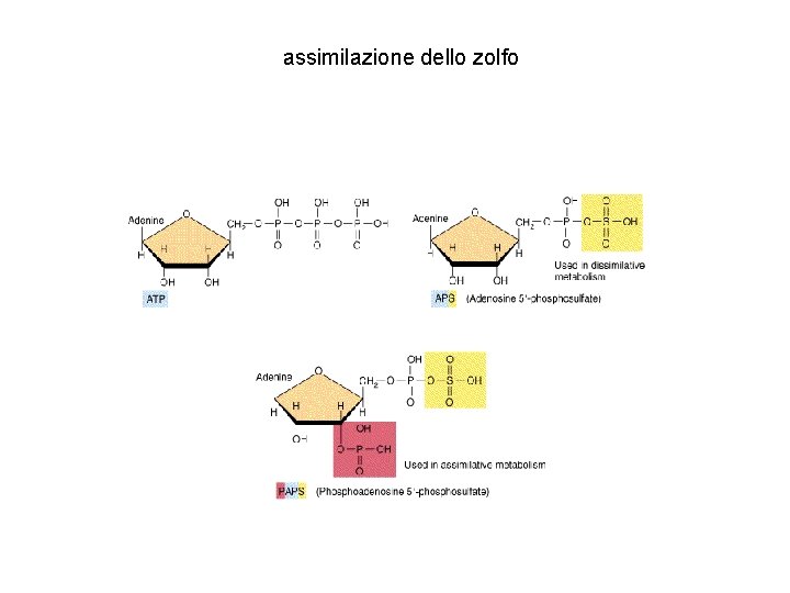 assimilazione dello zolfo 