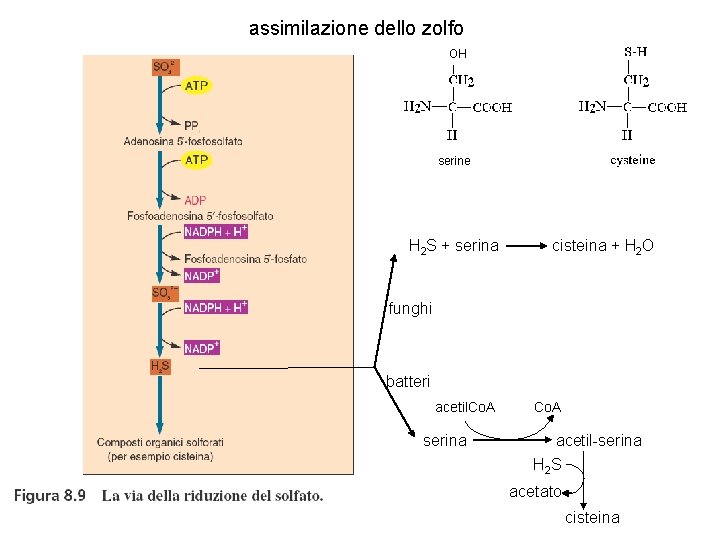 assimilazione dello zolfo OH serine H 2 S + serina cisteina + H 2