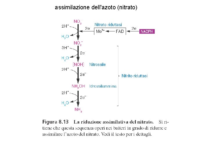 assimilazione dell'azoto (nitrato) 