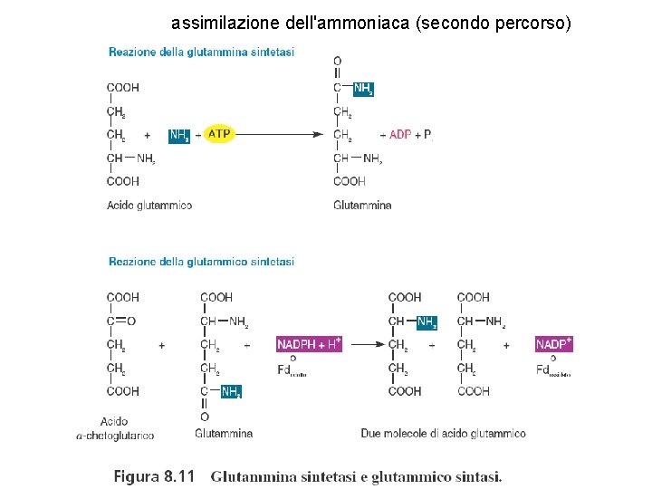 assimilazione dell'ammoniaca (secondo percorso) 