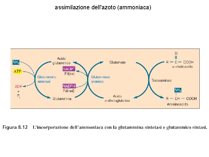 assimilazione dell'azoto (ammoniaca) 