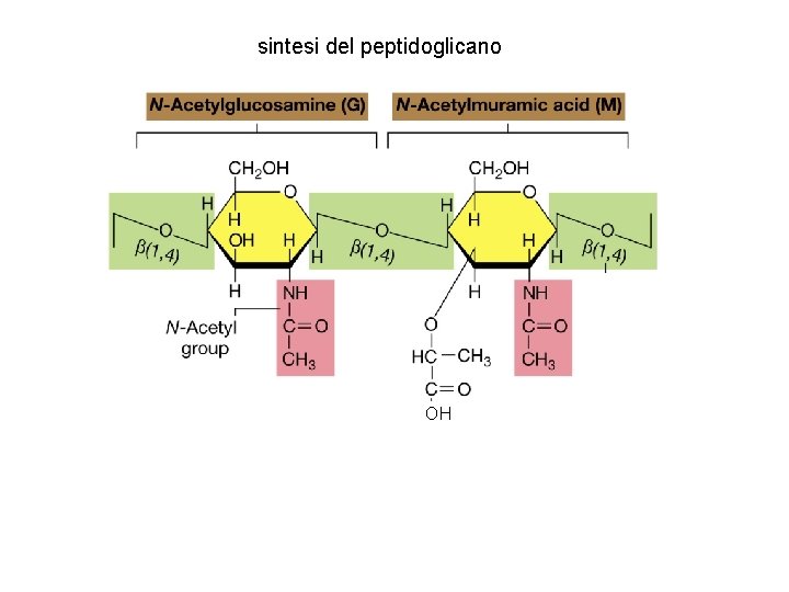 sintesi del peptidoglicano OH 