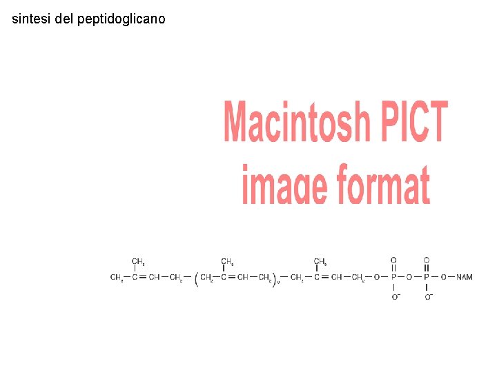 sintesi del peptidoglicano 