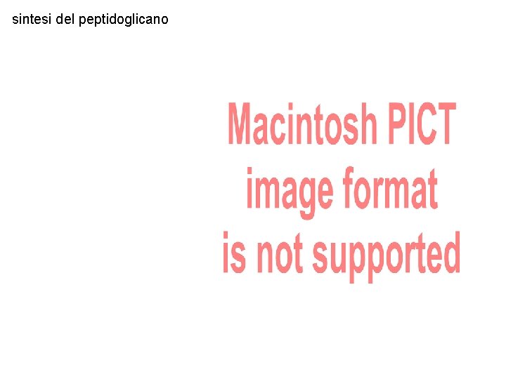 sintesi del peptidoglicano 