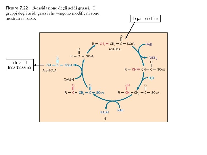 legame estere ciclo acidi tricarbossilici 