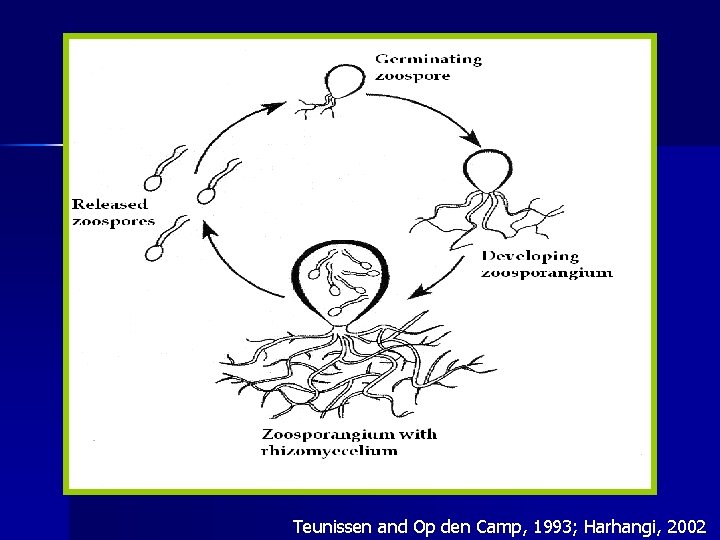 Teunissen and Op den Camp, 1993; Harhangi, 2002 