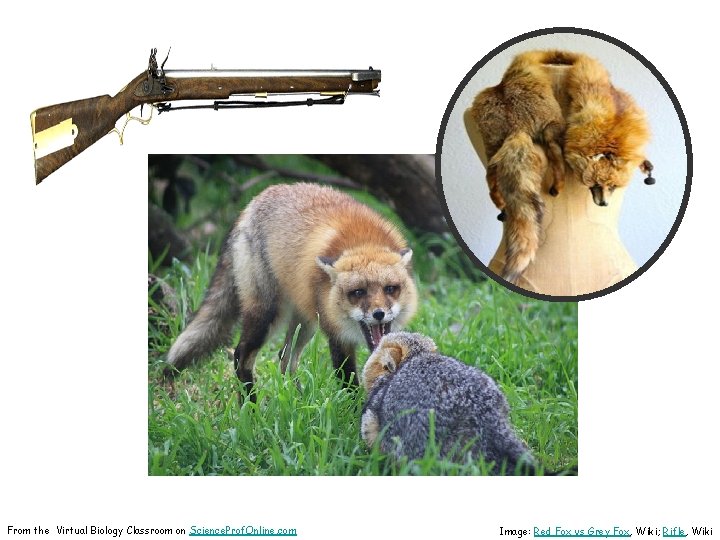 From the Virtual Biology Classroom on Science. Prof. Online. com Image: Red Fox vs