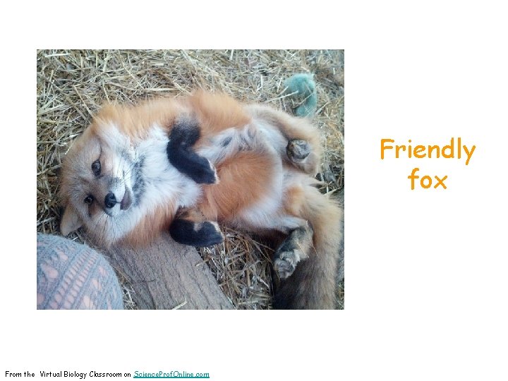 Friendly fox From the Virtual Biology Classroom on Science. Prof. Online. com 
