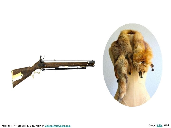 From the Virtual Biology Classroom on Science. Prof. Online. com Image: Rifle, Wiki. 