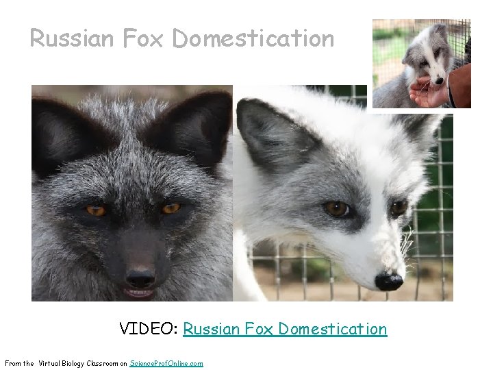 Russian Fox Domestication VIDEO: Russian Fox Domestication From the Virtual Biology Classroom on Science.