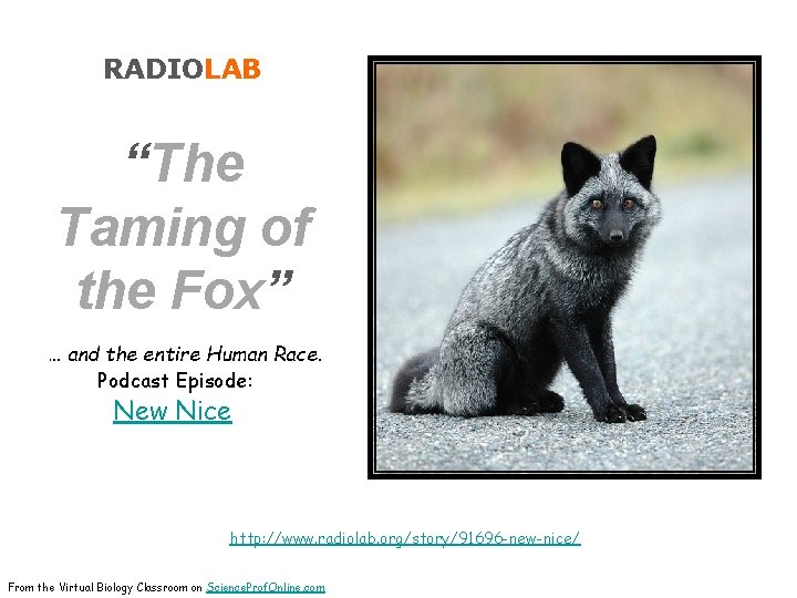 RADIOLAB “The Taming of the Fox” … and the entire Human Race. Podcast Episode: