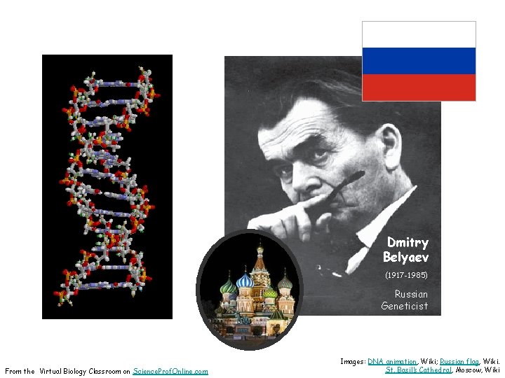 Dmitry Belyaev (1917 -1985) Russian Geneticist From the Virtual Biology Classroom on Science. Prof.