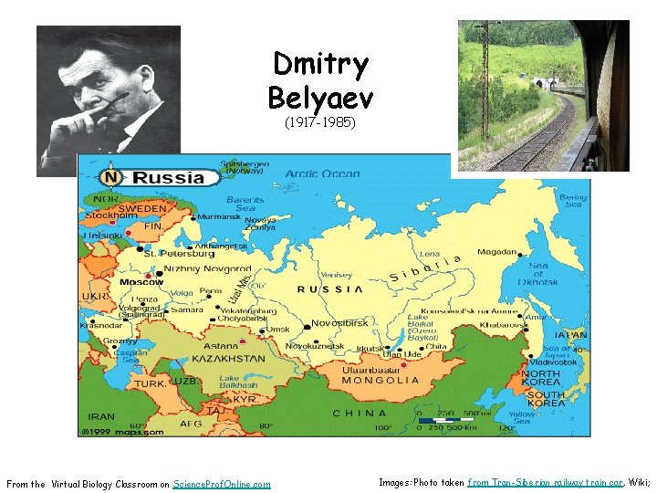 Dmitry Belyaev (1917 -1985) From the Virtual Biology Classroom on Science. Prof. Online. com