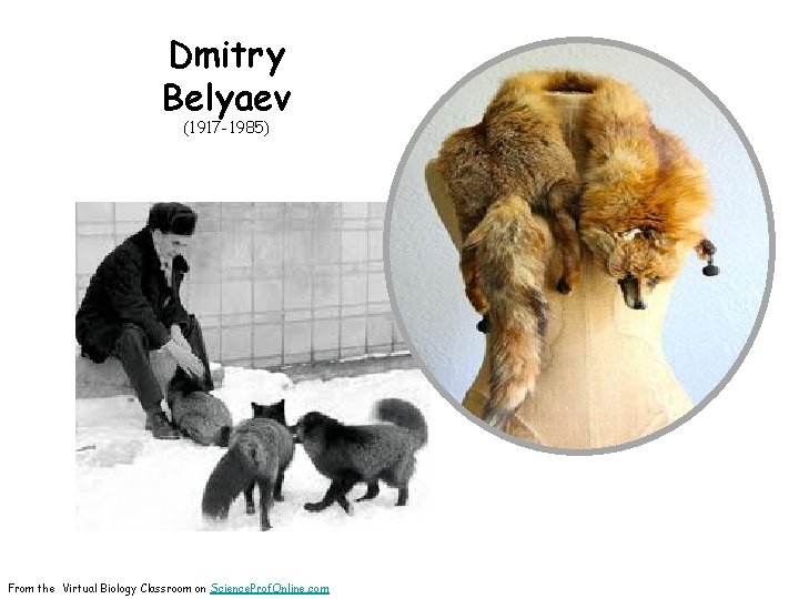 Dmitry Belyaev (1917 -1985) From the Virtual Biology Classroom on Science. Prof. Online. com