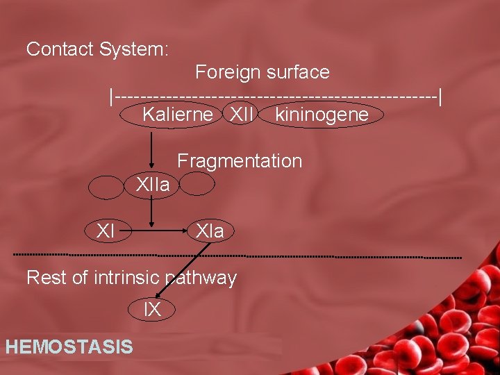 Contact System: Foreign surface |-------------------------| Kalierne XII kininogene Fragmentation XIIa XIa Rest of intrinsic