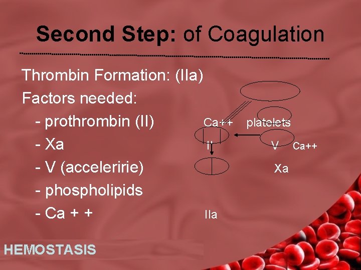 Second Step: of Coagulation Thrombin Formation: (IIa) Factors needed: - prothrombin (II) Ca++ platelets