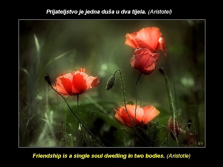 Prijateljstvo je jedna duša u dva tijela. (Aristotel) Friendship is a single soul dwelling