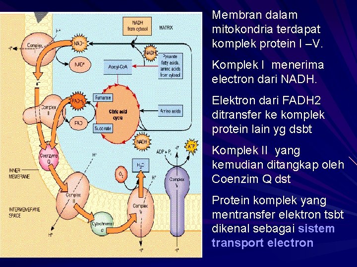 Membran dalam mitokondria terdapat komplek protein I –V. Komplek I menerima electron dari NADH.