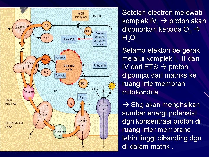 Setelah electron melewati komplek IV, proton akan didonorkan kepada O 2 H 2 O