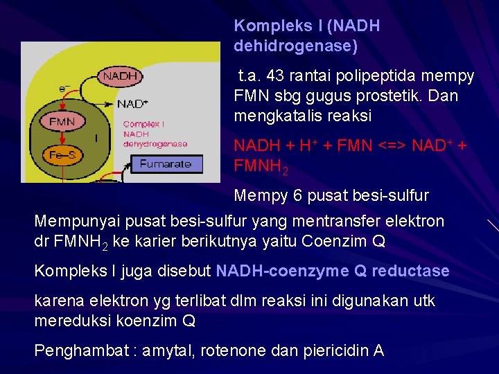 Kompleks I (NADH dehidrogenase) t. a. 43 rantai polipeptida mempy FMN sbg gugus prostetik.