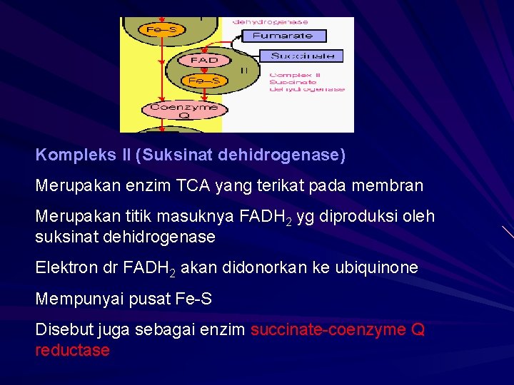 Kompleks II (Suksinat dehidrogenase) Merupakan enzim TCA yang terikat pada membran Merupakan titik masuknya