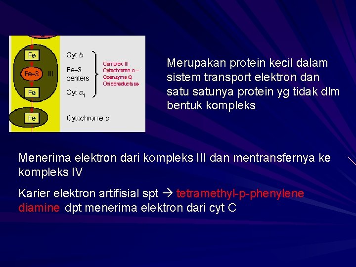 Merupakan protein kecil dalam sistem transport elektron dan satunya protein yg tidak dlm bentuk