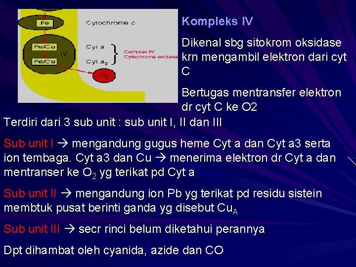 Kompleks IV Dikenal sbg sitokrom oksidase krn mengambil elektron dari cyt C Bertugas mentransfer