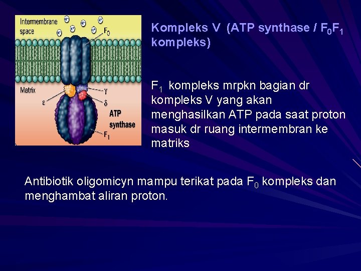 Kompleks V (ATP synthase / F 0 F 1 kompleks) F 1 kompleks mrpkn