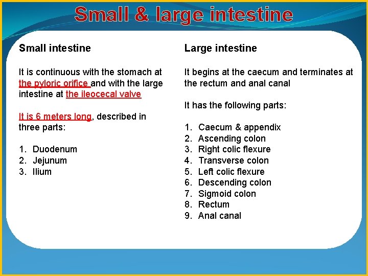 Small & large intestine Small intestine Large intestine It is continuous with the stomach